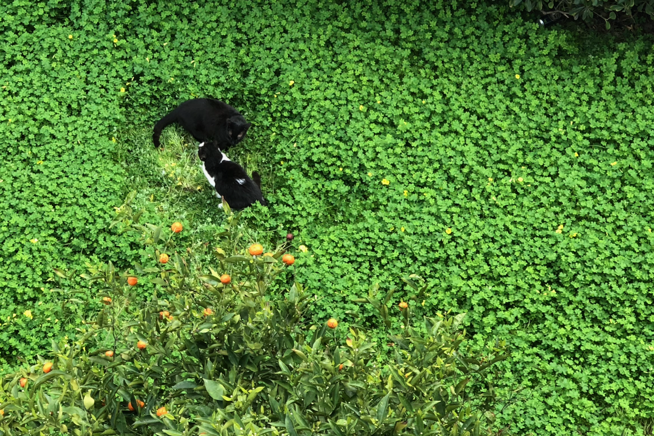 Cats in the grass in spring at my old apartment in Tel Aviv. 