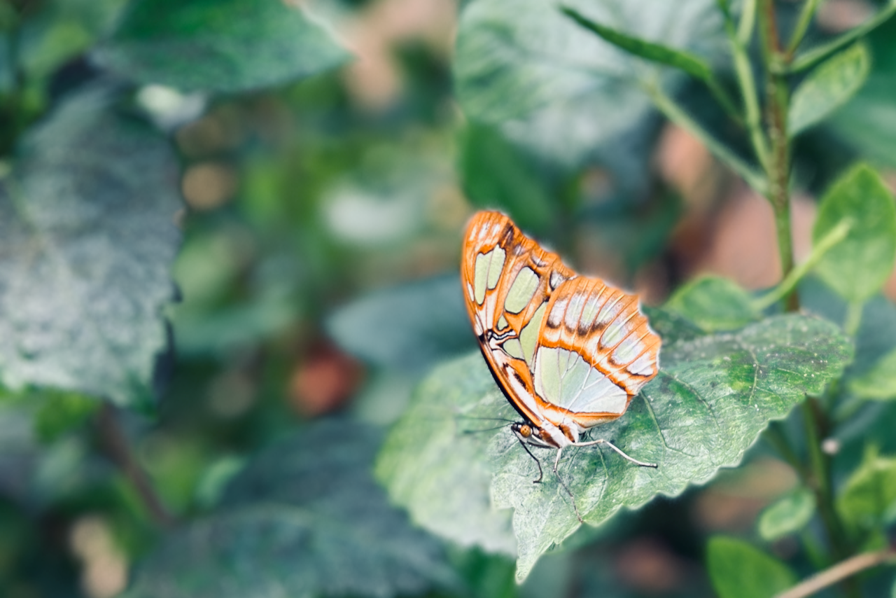 Close up of a butterfly on a leaf at the Horniman Museum. 