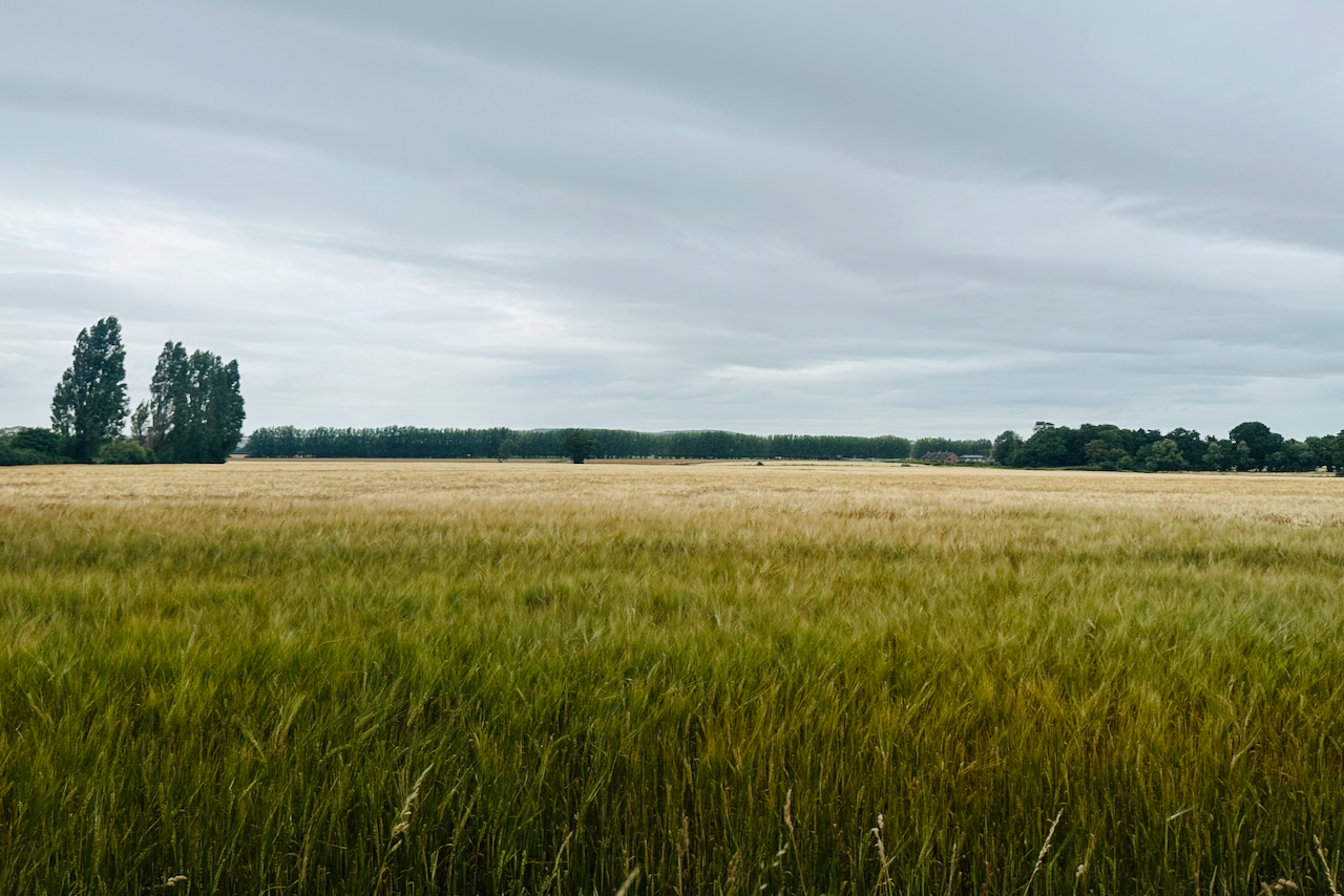 A field of wheat near Chichester, England.